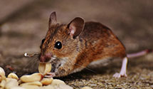 24 Hour & Emergency Exterminators in Conewango Vly, NY
